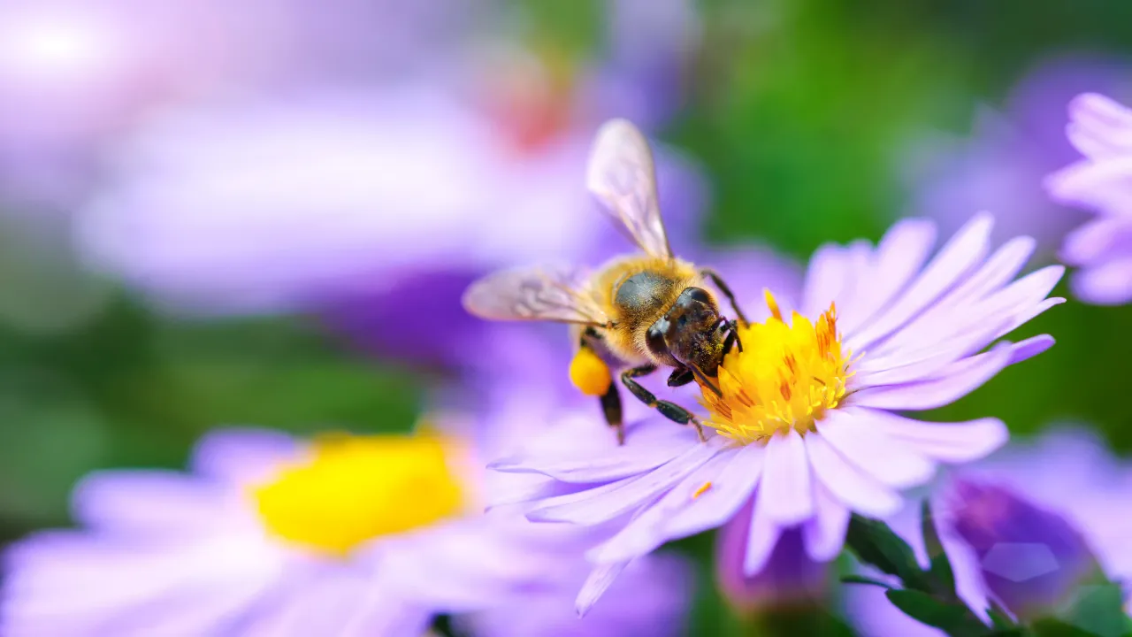 Bee with a hairy thorax collecting pollen on a purple flower