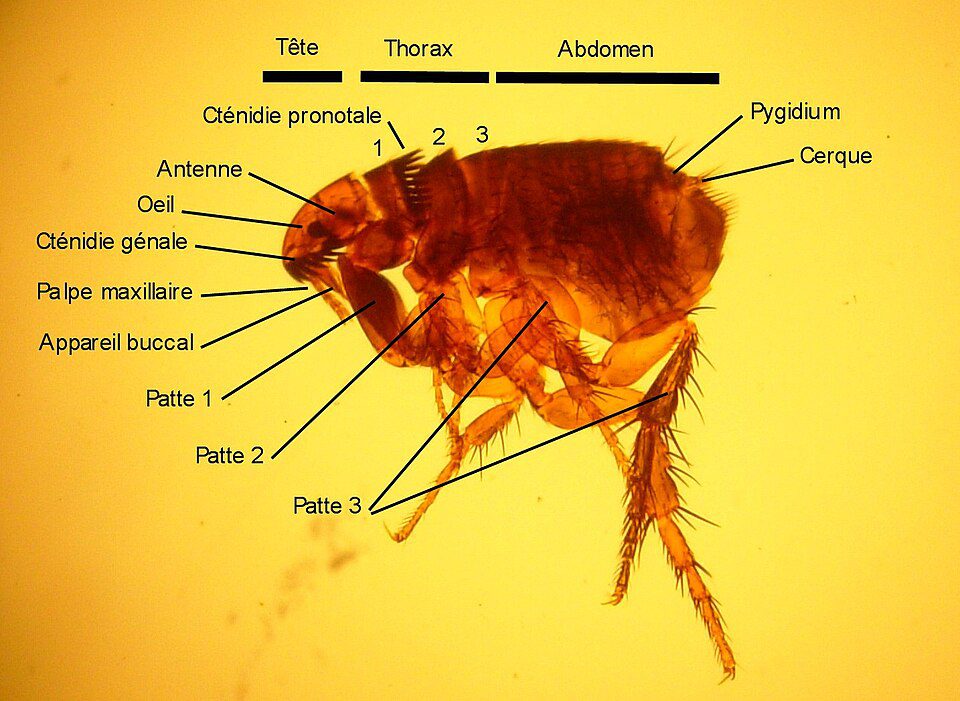 Magnified side view of a cat flea showing a flattened body and large hind legs, with French anatomy labels