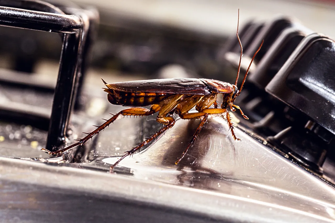 Reddish-brown cockroach on a stove showing long antennae, wings and spiny legs