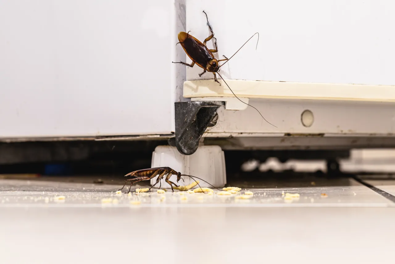 Two brown cockroaches beside the base of a kitchen appliance