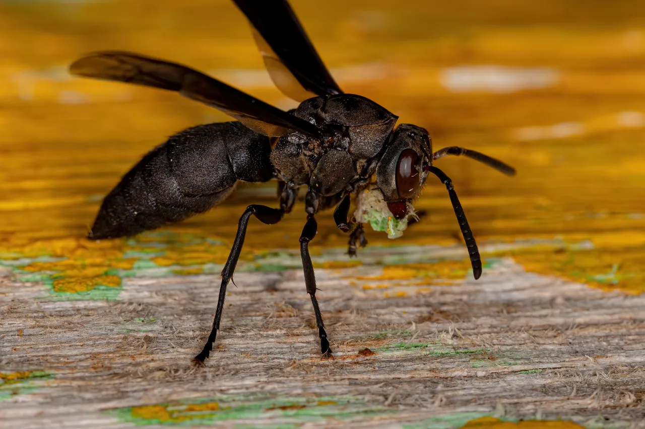 Dark wasp on wood showing wings, antennae and a narrow waist