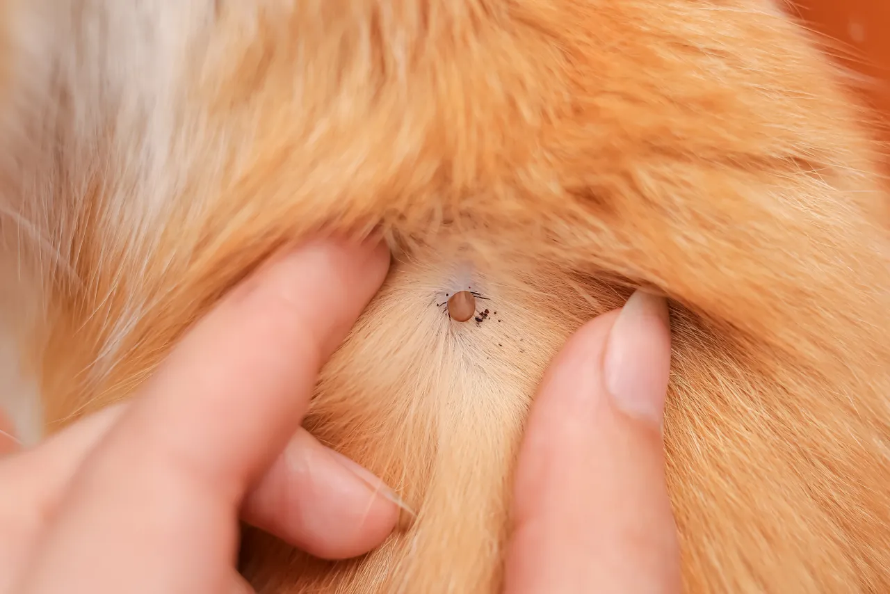 Engorged tick visible where a dog’s fur is parted