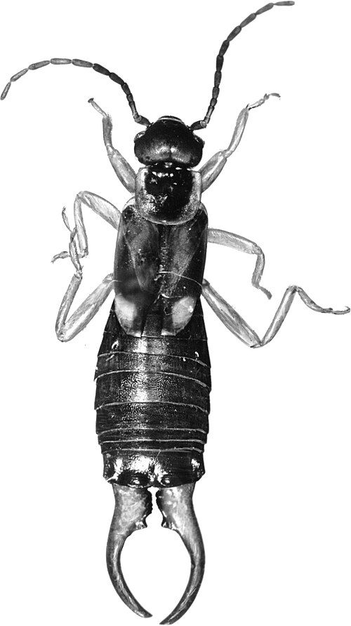 Male European earwig showing long antennae, six legs and curved rear pincers
