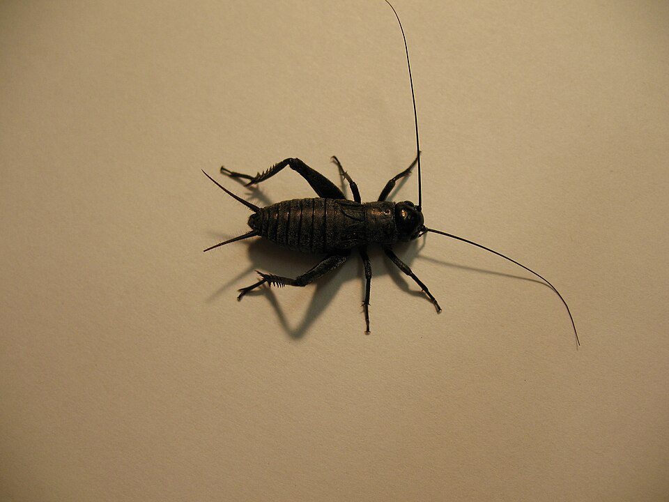 Dark fall field cricket nymph with long antennae and enlarged hind legs