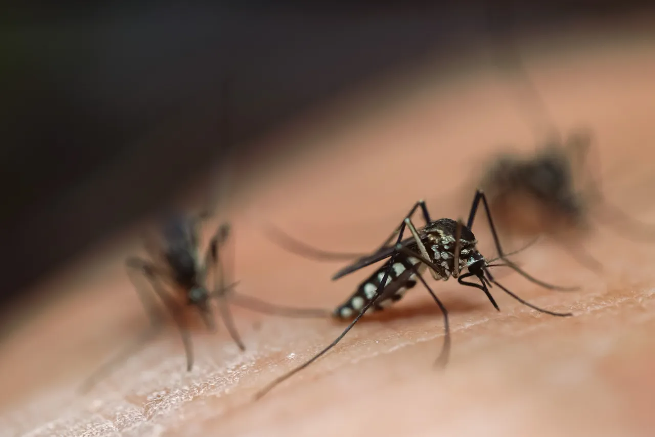 Close-up of a mosquito on skin showing long legs, a slender body and a needle-like proboscis