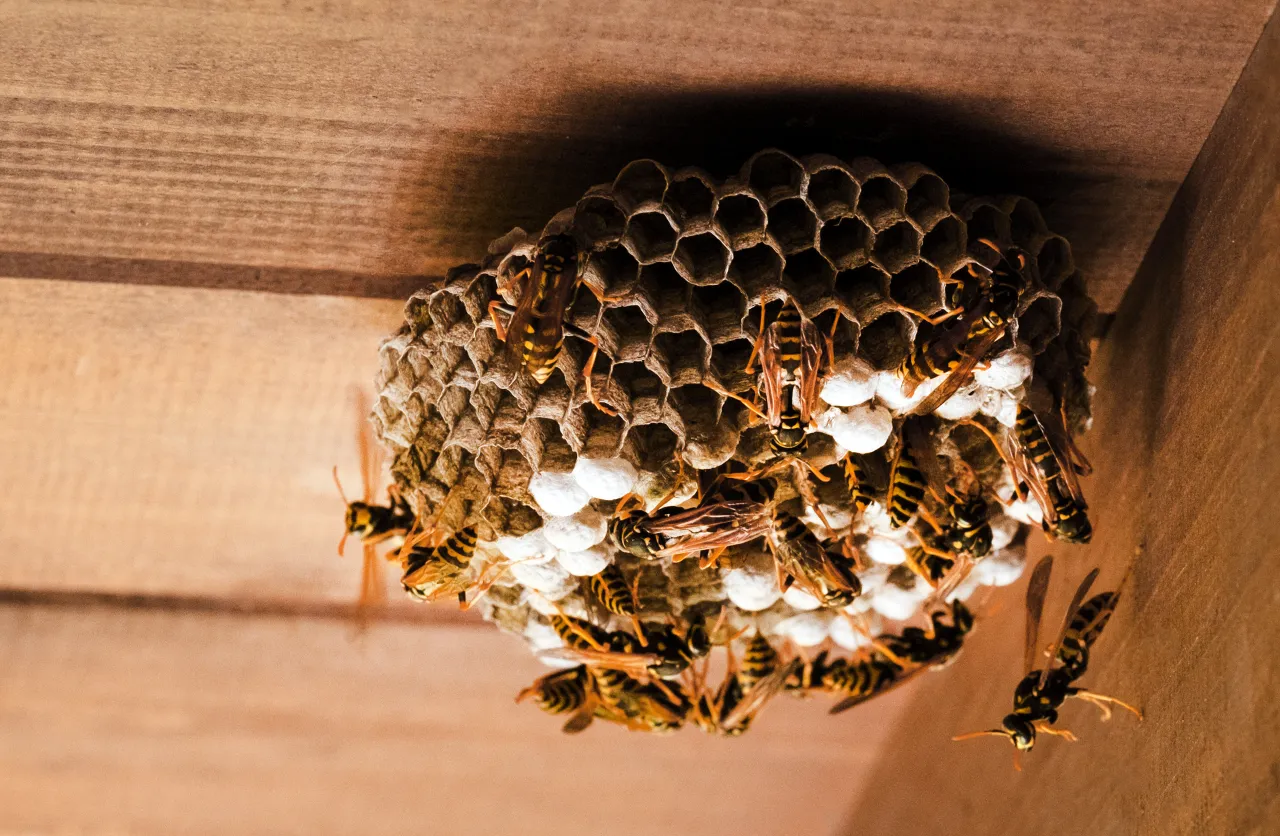 Paper wasps clustered on an open-celled nest beneath wooden boards