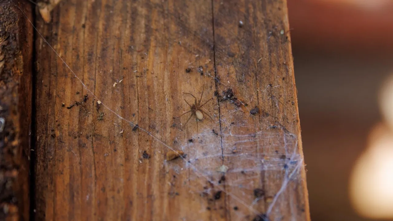 Spider and web on a 2x4 wood