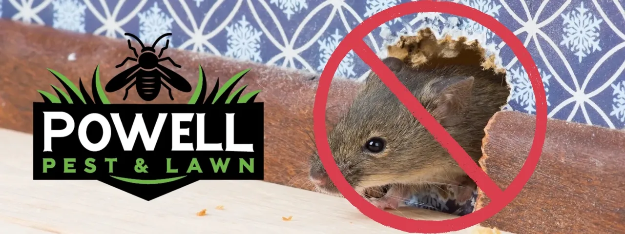 Powell Pest and Lawn Fall pest prevention
