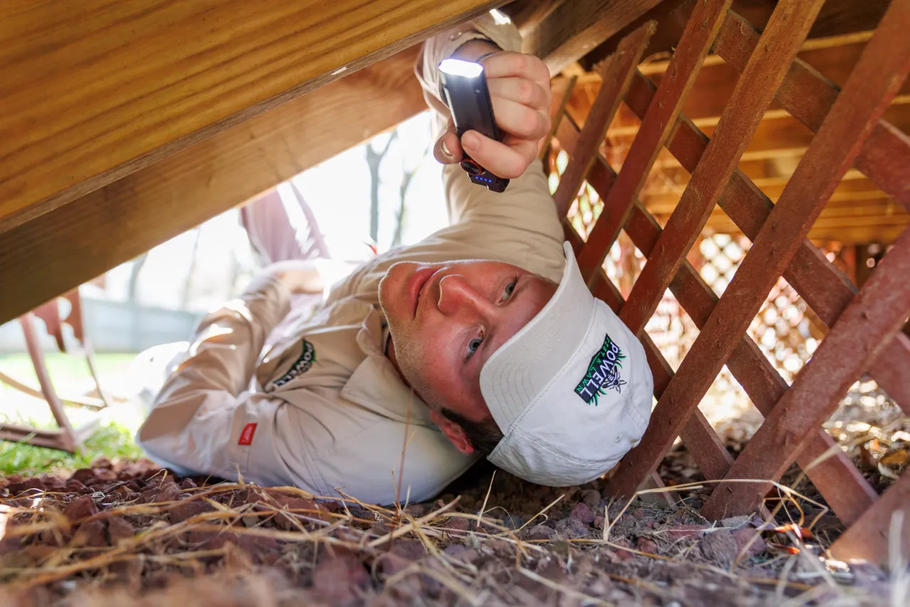 Powell Pest and Lawn Fall pest prevention