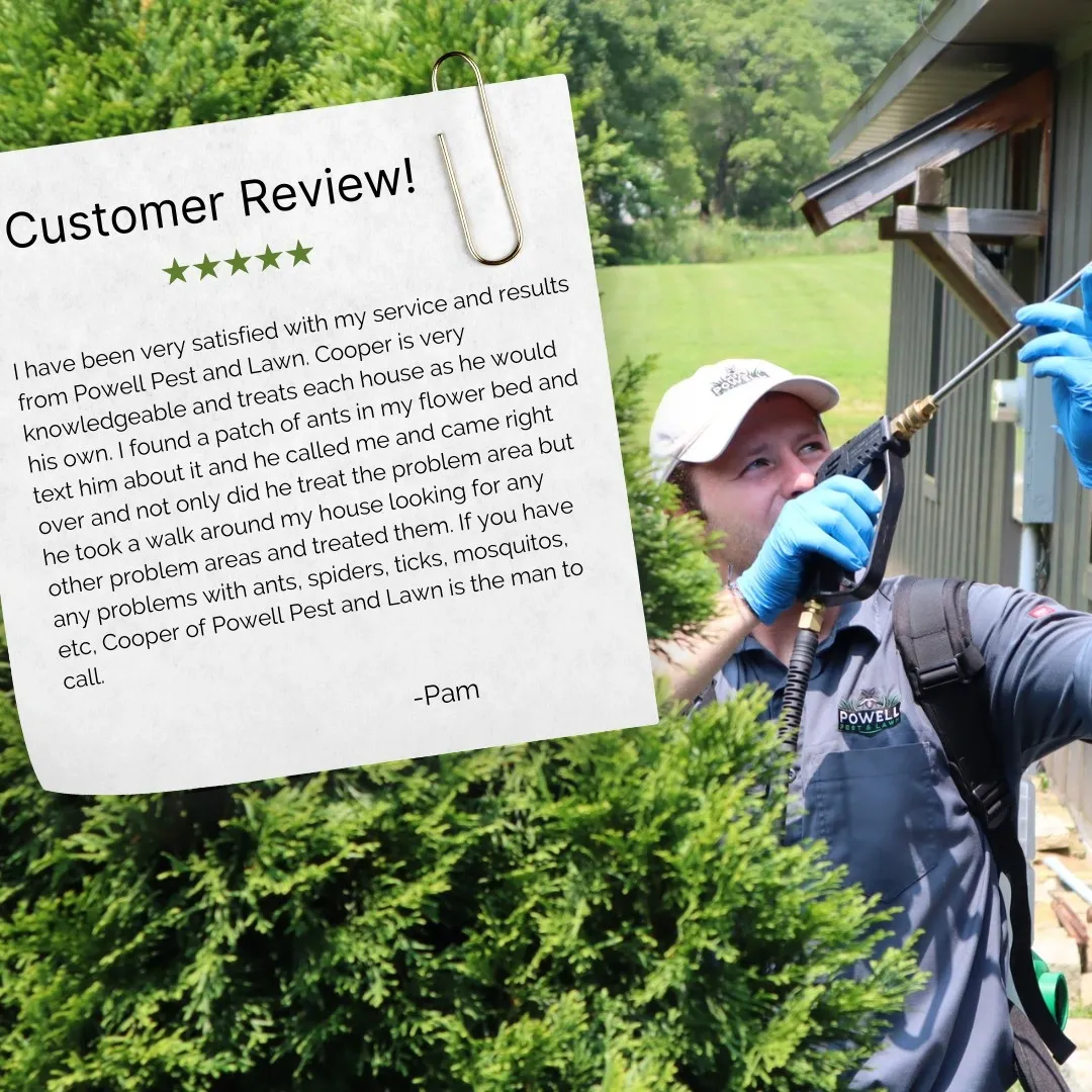 Customer Reviews
