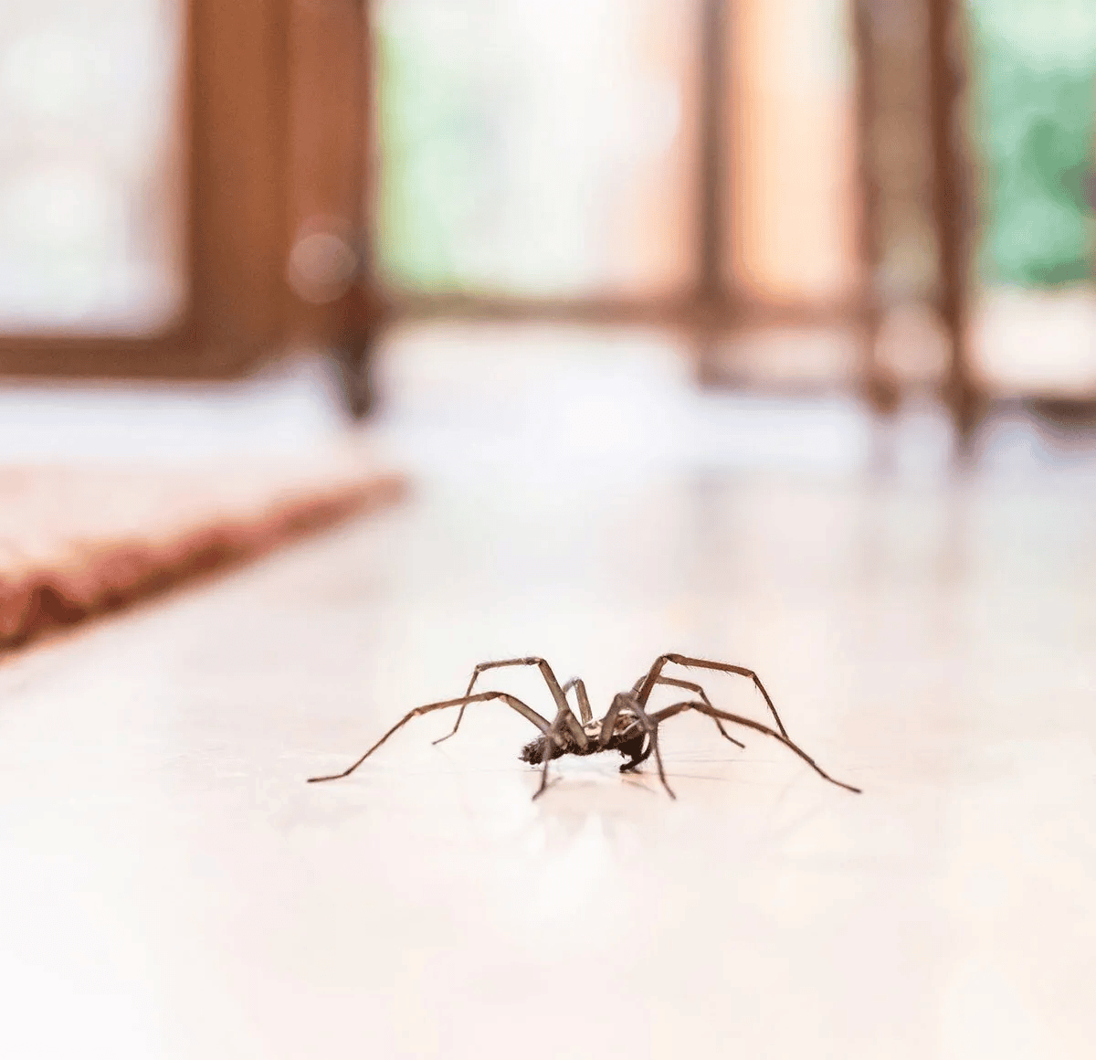 Brown long-legged spider on a light-colored indoor floor
