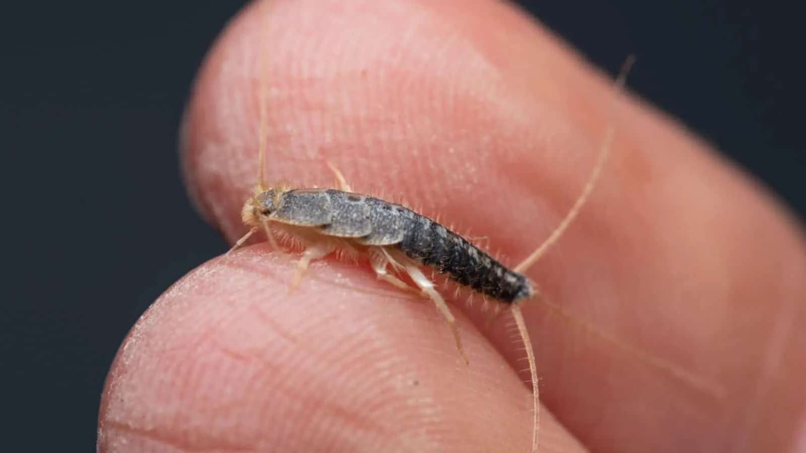 Silverfish on a fingertip showing a tapered gray body, long antennae and tail bristles
