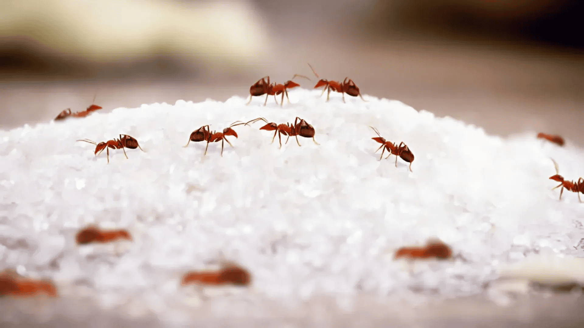 Close-up of reddish-brown ants with narrow waists and antennae feeding on sugar