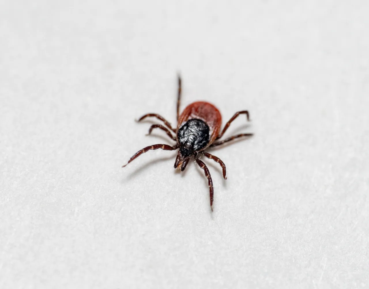 Close-up of a tick with eight legs, a dark shield and reddish-brown body