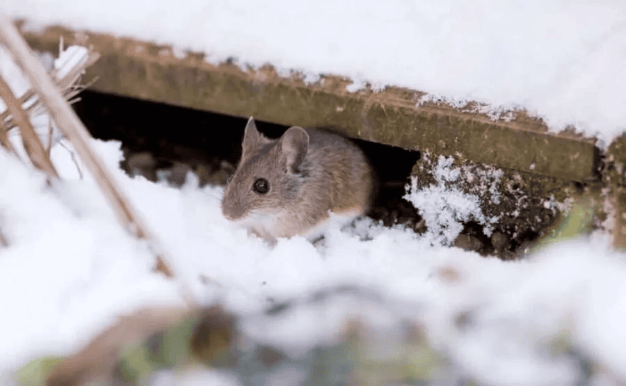 Small brown mouse with rounded ears and a pointed nose emerging beneath a board in snow